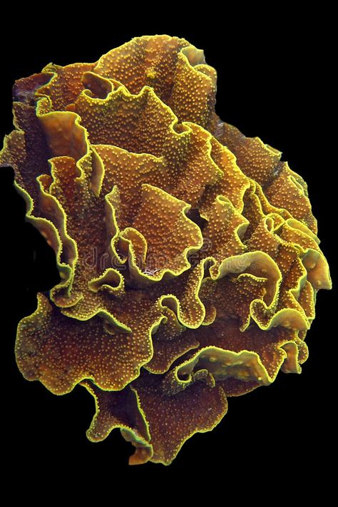 Lettuce Coral, Coral Reef Photography, Coral Reef Art, Bawah Air, Sea Plants, Coral Art, Beautiful Sea Creatures, Sea Coral, Ocean Creatures