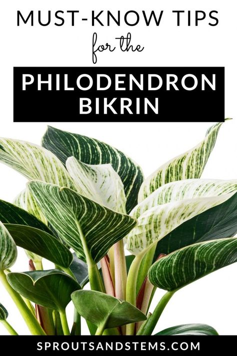 Birkin Philodendron Plant, Philodendron Birkin Plant, Philodendron Birkin Propagation, How To Propagate Philodendron Plant, Philodendron Birkin Care, Philo Birkin, Birkin Plant Care, Propagating Philodendron, Philodendron Plant Varieties