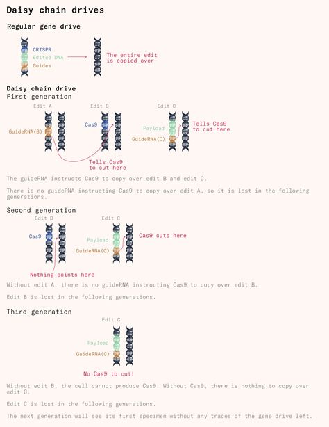 The ultra-selfish gene - Works in Progress The Selfish Gene, Dna And Genes, Dna Sequence, Human Dna, Vital Proteins, Wipe Out, It Works, Force, Science