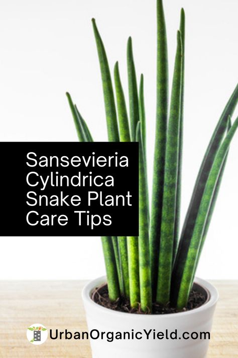 Cylinder Snake Plant, Snake Plant Types Chart, Starfish Snake Plant, Snake Plant Varieties Chart, Sansivera House Plants, Sanseveria Plants, Starfish Plant, Cylindrical Snake Plant, Snake Plant Propagation