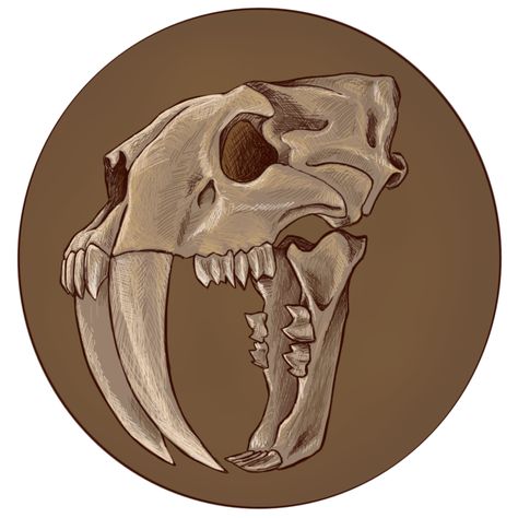 Smilodon Skull, Saber Tooth Tiger Skull, Saber Tooth Tiger, Tiger Skull, Sketch Images, Skull Reference, Skull Sketch, Robot Animal, Tiger Drawing