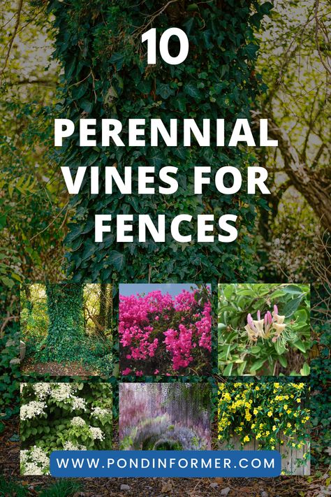 Transform your fence into a stunning vertical garden with these top 10 perennial vines. These climbers not only beautify your outdoor space but also provide privacy and shade. #PerennialVines #FenceDecor #VerticalGarden Vines That Grow On Fences, Vine Covered Fence, Growing Vines On Fence, Privacy Vines Fast Growing, Privacy Vines, Backyard Vines, Vines For Fences, Silver Lace Vine, Vine Fence