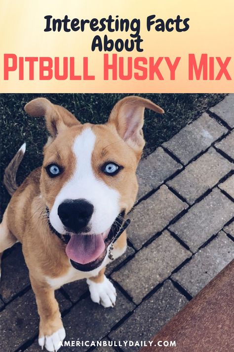 Husky Terrier Mix Puppy, Husky Pitbull Mix Dogs, Pitbull Husky Mix Puppies, Pitsky Dogs, Pitsky Puppy, Husky Pitbull Mix, Pitbull Mix Breeds, American Pitbull Terrier Puppy, Pitbull Husky