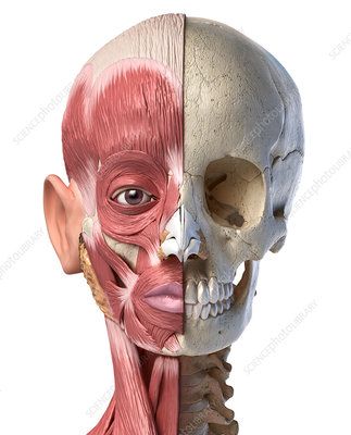 Head muscles - Stock Image - F016/2070 - Science Photo Library Skull Black Background, Facial Muscles Anatomy, Head Muscles, Skull Human, Muscles Of The Face, Facial Anatomy, Human Body Anatomy, Body Drawing Tutorial, Human Head