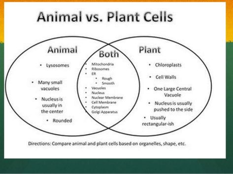 Plants Vs Animal Cells Venn Diagram Animal Cell Structure, Plant Cell Diagram, Venn Diagram Worksheet, Nuclear Membrane, Somatic Cell, Cell Diagram, Animal Cells, Science Cells, Cells Worksheet