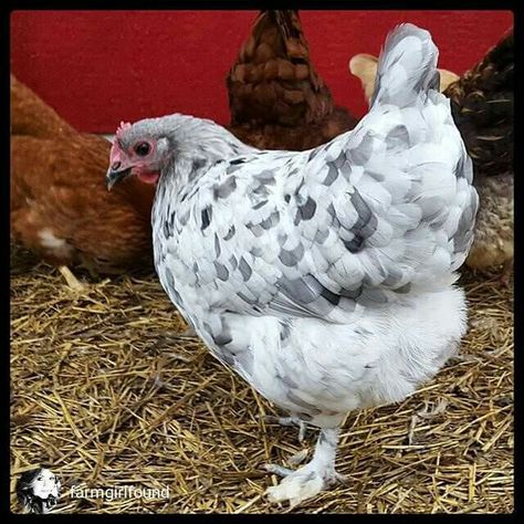 White grey Maran Chickens, Different Breeds Of Chickens, Heritage Chickens, Laying Chickens Breeds, Farm Humor, Raising Pigs, Raising Chicks, Egg Laying Chickens, Silkie Chickens