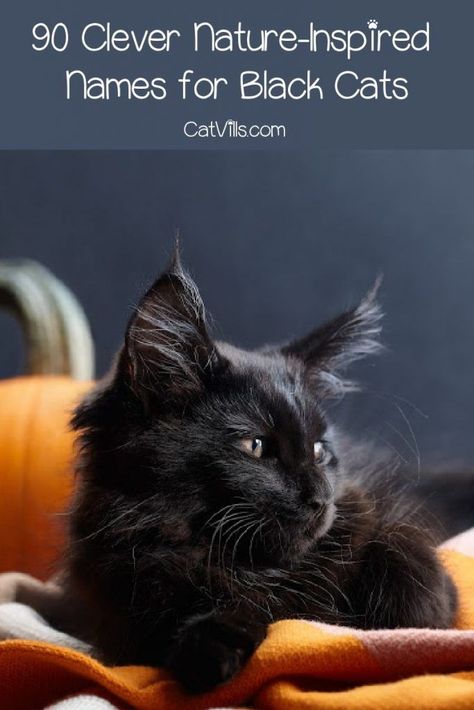 Finding nature names for black cats is not always easy, but we've got you covered! Check out 90 amazing ideas that you'll love! Male Black Cat Names, Kitten Names Boy, Kitten Names Girl, Black Cat Names, Witchy Names, Boy Cat Names, Girl Cat Names, Nature Inspired Names, Unique Cat Names