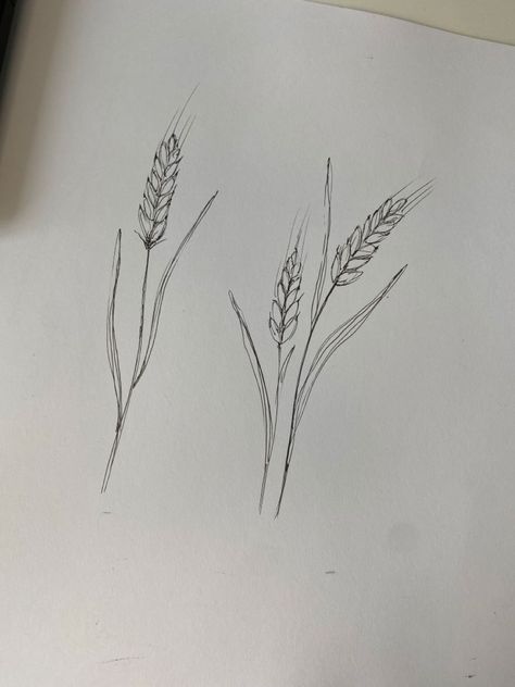 Wheatgrass Tattoo, Wheat Plant Tattoo, Canola Tattoo, Fine Line Wheat Tattoo, Wheat Line Art, Wheat Stock Tattoo, Sea Oats Tattoo, Wheat Stalk Tattoo, Wheat Drawing Simple