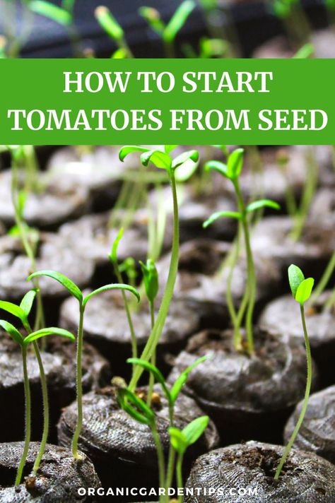 Planting Seeds Indoors, Growing Tomatoes From Seed, Growing Vegetables Indoors, Seedlings Indoors, Types Of Tomatoes, Tomato Seedlings, Tomato Plant, Starting Seeds Indoors, Vegetable Garden Diy