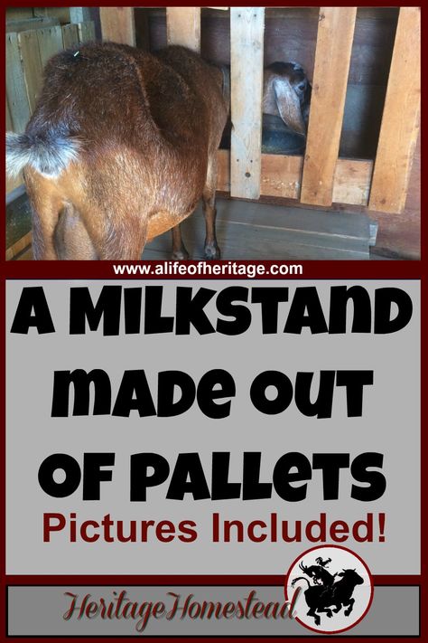 Sheep Milking Stand, Goat Stand Diy, How To Build A Goat Milking Stand, Diy Milking Stand For Goats, Diy Milk Stand For Goats, Goat Milk Stand Diy, Diy Goat Milking Stand, Milking Stand For Goats, Goat Milk Stand