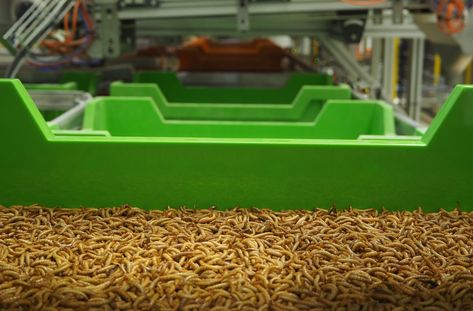 This Insect Farm Uses Robots To Raise Insects For Protein — AGRITECTURE Organic Plant Fertilizer, Fish Feed, A Bug's Life, Fertilizer For Plants, High Quality Protein, Fish Farming, Global Recipes, Big Business, Plant Food