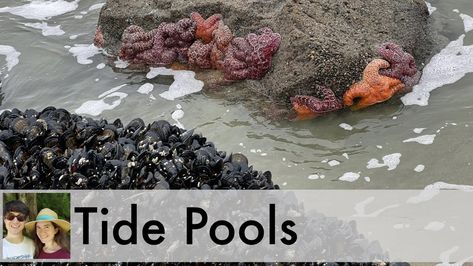 In this post, I’ll share everything you need to know to find the best tide pools in Lincoln City on the central Oregon coast. I’ll cover tide charts, where to park for the two top Lincoln City tide pool locations, how to find the tide pools from the parking areas, and which kinds of sea life you’ll encounter in the Lincoln City tide pools. Lincoln City Oregon, Tide Pool, Themed Cafes, Days In February, Small Waterfall, Hidden Beach, Central Oregon, Tide Pools, Oregon Coast