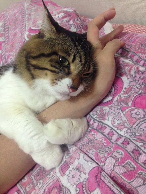 Cat Photography, A Cat, Love You, Human, Bed, Photography, Pink, White, Black