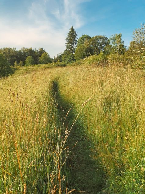 Field, summer day, summer aesthetic Clover Field Aesthetic, Long Grass Aesthetic, Field Astetic, Summer Fields Aesthetic, Spring Field Aesthetic, Get Outside Aesthetic, British Spring Aesthetic, Hay Field Aesthetic, Long Grass Field