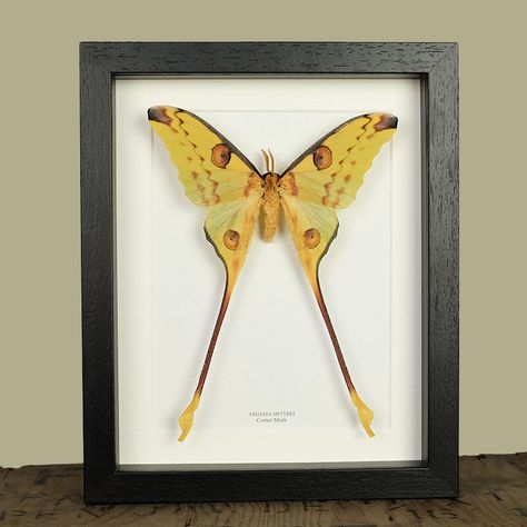 Comet Moth, Deaths Head Moth, Moon Moth, Butterfly Species, Moth Art, Vulture Culture, Insect Art, Butterfly Frame, Stationery Accessories