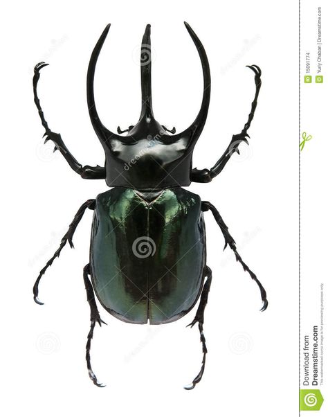 Big Horned Beetle - Download From Over 39 Million High Quality Stock Photos, Images, Vectors. Sign up for FREE today. Image: 15091774 Horned Beetle, Rhino Beetle, Beetle Tattoo, Green Beetle, Beetle Art, Beetle Insect, Cool Bugs, Bug Art, Stag Beetle