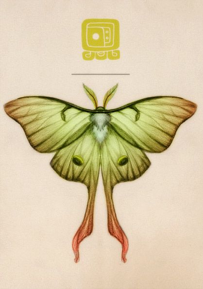 moth illustration - Google Search Brown Sketch, Lunar Moth Tattoo, Luna Moth Tattoo, Moth Tattoos, Moth Drawing, Moth Tattoo Design, Luna Moths, Moth Illustration, Morning Art