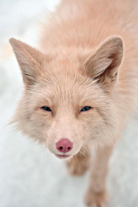 643 Pink Champagne Fox Miko Pink Champagne Fox, Fuchs Baby, Albino Animals, Pet Fox, Rare Animals, Wild Dogs, Cute Fox, White Fox, Pink Champagne