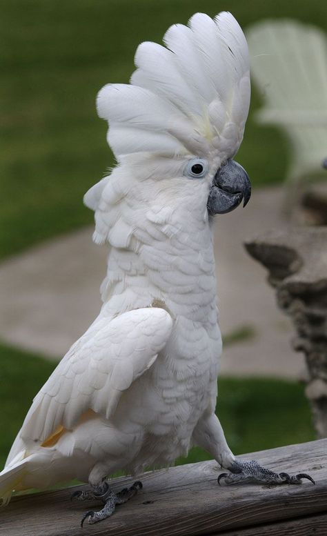 Umbrella Cockatoo, White Cockatoo, Parrots Art, Portraits Art, Animal Study, Animal References, Animal Portraits, Kinds Of Birds, Australian Birds