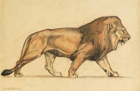 Lion Body Reference, Lion Walking Drawing, Lion Drawing Reference, Lion Drawing Sketches, Lion Art Drawing, Lion Reference, Lion Anatomy, Lion Walking, Lion Sketch