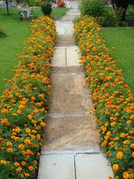 Marigold Garden, Marigolds In Garden, Front Yard Flowers, Garden Companion Planting, Yard Garden Design, Budget Garden, Faeries Gardens, Front Yard Garden Design, Garden Design Plans