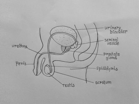 Human Male Reproductive System Diagram, Male Reproductive System Drawing, Male Reproductive System Diagram, Male Reproductive System Anatomy, Reproductive System Activities, Drawing Biology, Teas Exam, Function Diagram, Biology Drawing