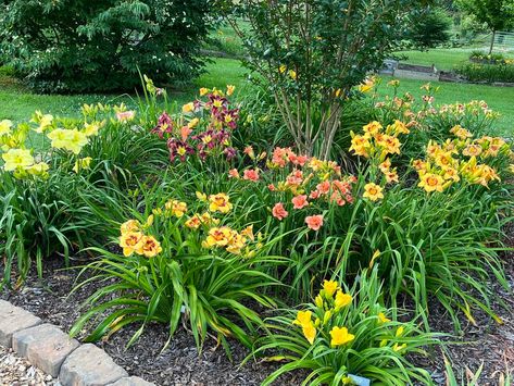 Hostas And Daylilies Landscaping, Day Lilly Landscaping, Hosta And Daylily Garden, Daylily Garden Design Beds, Lily Garden Ideas Flower Beds, Daylillies Landscaping, Day Lilies Landscaping, Daylily Landscaping, Daylilies Landscaping