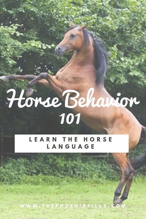 Horse Behavior, Horse Information, Horse Care Tips, Horse Info, Equestrian Helmet, Horse Training Tips, Horse Tips, All About Horses, Horse Health