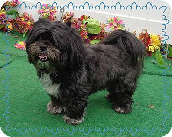 Marietta, GA - Lhasa Apso. Meet GUS, a dog for adoption. http://www.adoptapet.com/pet/16321109-marietta-georgia-lhasa-apso Corte Fluffy, Shih Tzu Funny, Anderson Sc, Adoptable Beagle, Boxer (dog), Teacup Chihuahua, Boxer Puppies, Purebred Dogs, Shih Tzu Puppy