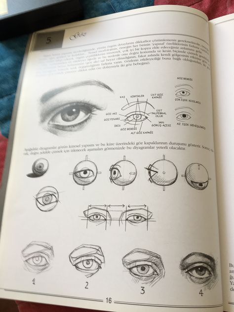 Eyes Anatomy Drawing, Eyes Anatomy, Sketch Realistic, Draw Eye, Face Art Drawing, Eye Study, Art Of Drawing, How To Sketch, Drawing Portraits