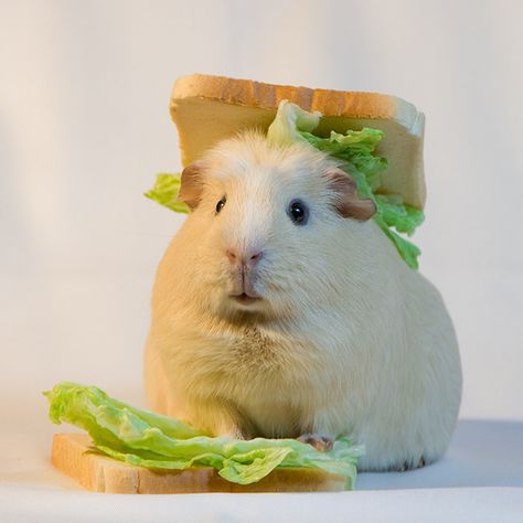 Piggie sandwich... Oh don't give me that look... You know I am adorable... Aren't I...? Guinea Pig, Lettuce, Bread, Animals