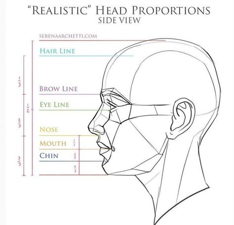 Practice Drawing Faces, Head Proportions, Portrait Drawing Tips, Head Anatomy, Face Anatomy, Anatomy Sculpture, 얼굴 드로잉, Drawing Tutorial Face, Human Anatomy Drawing