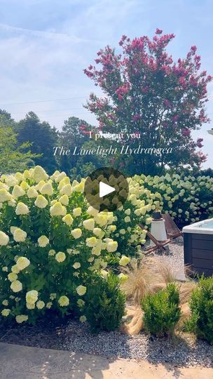 3.3M views · 139K reactions | The Limelight hedge is a dream✨ plant 2 feet from a fence and 5 feet apart from each other for intimate, timeless privacy! The Limelight hydrangea can reach can 6ft tall and 8 feet wide in two short seasons. Best planted in the fall, fast growing and drought tolerant is absolutely lovely for live bouquets and dried🤍 #gardendesign #hydrengea #privacyfence # | Anda | SadBois · Summer Last Year Limelight Hydrangea Hedge, 5 Feet Apart, Limelight Hydrangeas, Limelight Hydrangea, Garden Workshops, Backyard Flowers, Backyard Porch, Decks Backyard, Village House