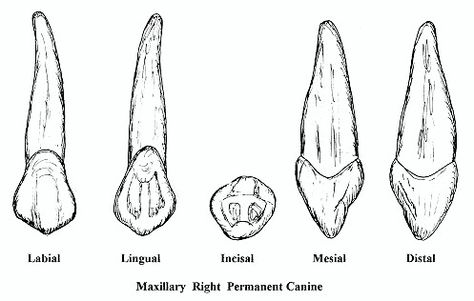 Dental Anatomy Drawing, Human Teeth Anatomy, Canine Teeth, Teeth Anatomy, Teeth Drawing, Tooth Tattoo, Canine Tooth, Dentistry Student, Canine Drawing