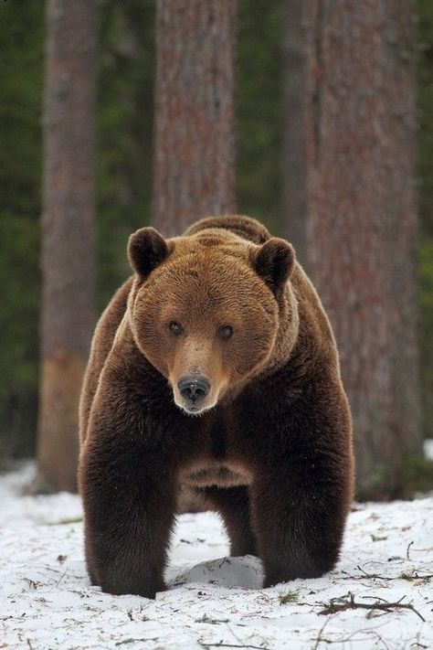 Photo Ours, Bear Standing, Regard Animal, Power Animal, Kindergarten Graduation, Bear Pictures, Majestic Animals, Love Bear, Graduation Pictures