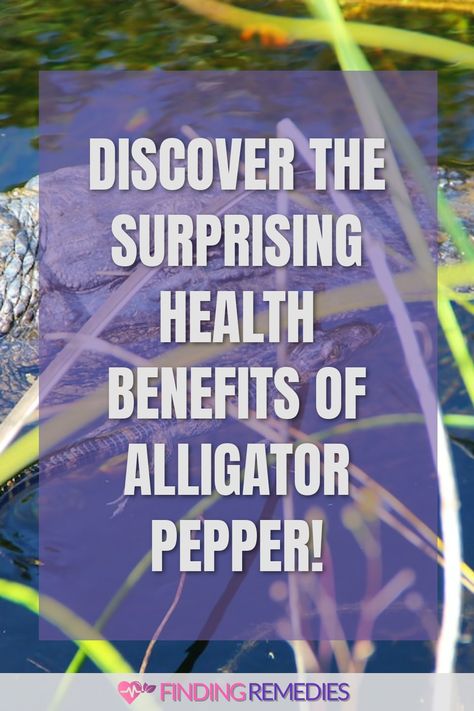 Discover the Surprising Health Benefits of Alligator Pepper! Alligator Pepper, Fruit Health Benefits, Metabolic Disorders, Fruit Benefits, Boost Immunity, Improve Heart Health, Health Heal, Storage Tips, Detox Your Body