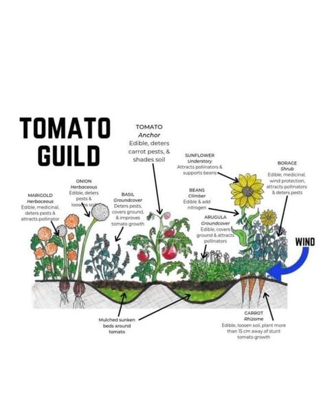 Permaculture Backyard Design, Bio Diverse Garden, New England Food Forest, Plant Guilds Gardens, Vegetable Guilds, Food Forest Backyard, Tomato Guild, Permaculture Garden Layout, Permaculture Landscaping