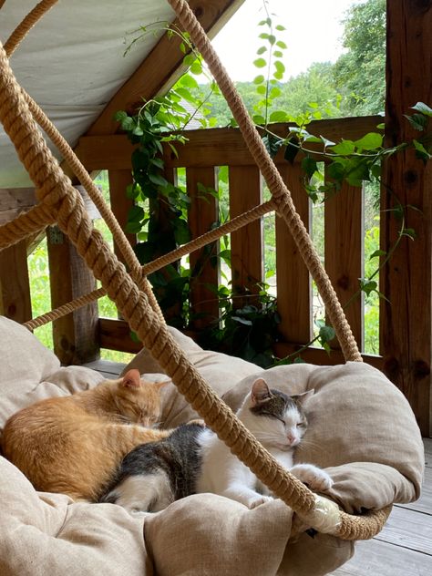 Living With Cats Aesthetic, Cozy Cat Aesthetic, Cats In House, Cats Chilling, Pnw Fall, House With Cats, Cat Kiss, Caring For Animals, Cat Cottage