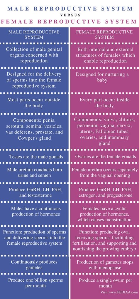 Difference Between Male and Female Reproductive System - Comparison Summary Female Organisms, Female Reproduction System, Female Reproductive System Functions, Reproduction In Humans, Male Reproductive System Anatomy, Reproductive System Activities, Reproductive System Project, Male And Female Reproductive System, Anatomy Systems