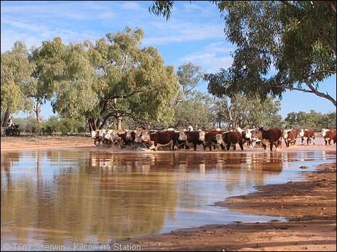 Farming Australia, Australian Scenery, Cattle Station, Rural Australia, Camping Ground, Central Australia, Beautiful Australia, Australian Continent, Outback Australia