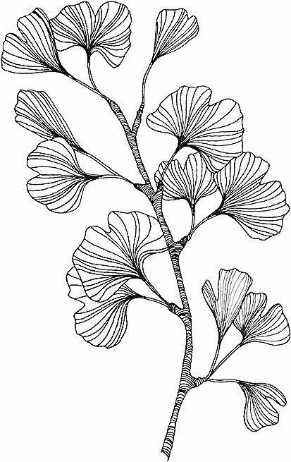 Decoration For Wall, Ginko Leaves, Hanging Leaf, Leaves Poster, Wall Design Ideas, Leaf Decoration, Art Sketches Doodles, Flower Drawing Design, Original Ink Drawing