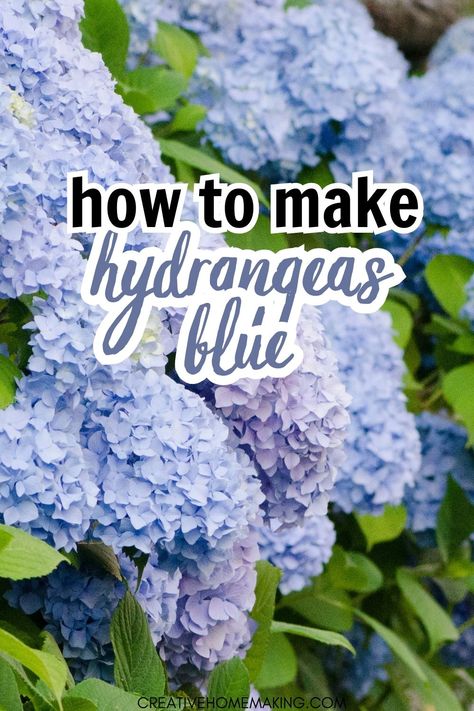 Transform your hydrangeas into stunning shades of blue with our easy guide! Learn how to adjust the pH of your soil and add the right nutrients to encourage blue blooms. From aluminum sulfate to coffee grounds, we've got all the tips you need to make your hydrangeas pop with vibrant blue color. How To Start Hydrangeas From Clippings, Best Time To Plant Hydrangeas, How To Make Hydrangeas Blue, Endless Summer Hydrangea Care, Hydrangea Plant Care, Turning Hydrangeas Blue, Hydrangeas Blue, Hydrangea Plant, Bigleaf Hydrangea