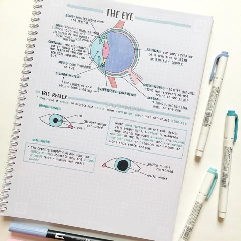 hiatus • studyneigh🐴 on Instagram: “——————— Sorry for not posting in quite! Here are some new notes on the eye 👁 - Not really sure how I’m back at school next week and it’s my…” Anatomy Of The Eye Notes, The Eye Biology Notes, Eye Biology Notes, Human Eye Notes, Eye Notes, Eye Science, Bio Notes, Biology Revision, Eye Anatomy