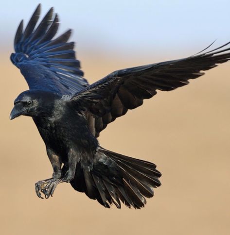 Raven Bird Reference, Crow Flying Reference, Crow Holding Something, Raven Reference Photo, Raven Photography Flying, Crow Reference Photo, Crows Photography, Crows References, Raven Photos