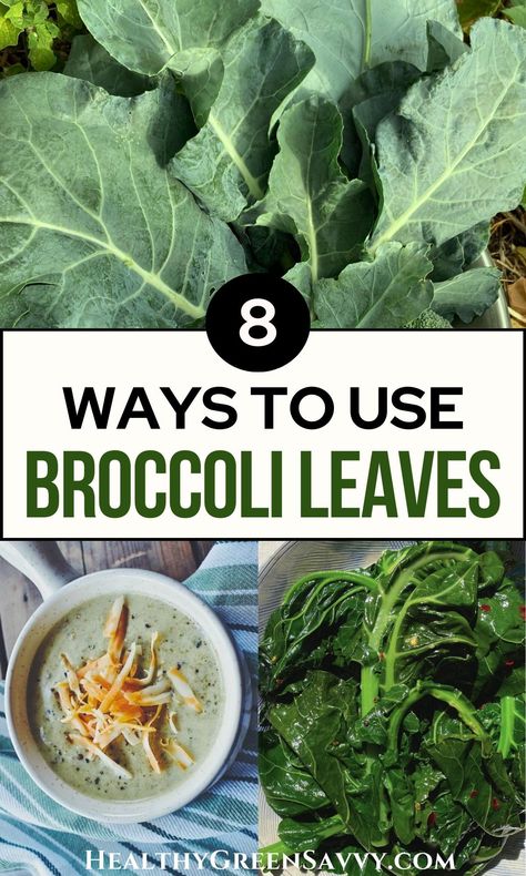 Did you know you can eat broccoli leaves? They're not only edible, they're also tasty, versatile, and nutritious! Find out what to know about how to use broccoli greens and stop tossing this valuable superfood ingredient. | frugal living | root to stem eating | green living tips | gardening tips | Broccoli Leaf Recipes, Broccoli Leaves Recipe, Broccoli Greens Recipe, Ways To Use Broccoli, Broccoli Greens, Food Conservation, Kale Recipes Healthy, Broccoli Leaves, Greens Recipes