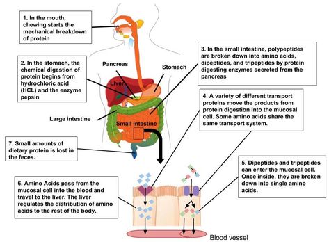 Protein Digestion and Absorption – Human Nutrition [DEPRECATED] Digestion And Absorption, Peptide Bond, Flow Diagram, Gastric Juice, Fluid And Electrolytes, Poor Digestion, The Digestive System, Digestive Juice, Food For Digestion