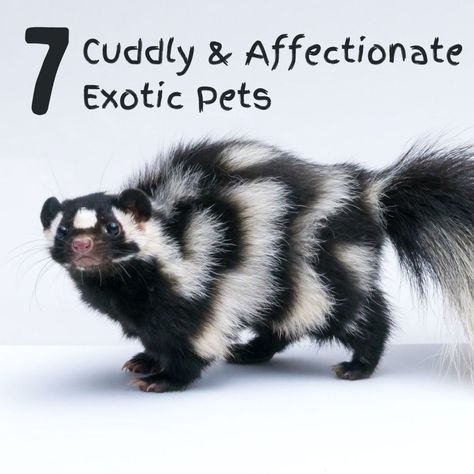 Unique Pets To Own, Animal Types Of Pretty, Weird Pets To Own, Best Snakes For Pets, Exotic Animals As Pets, Cute Exotic Animals, Biggest Pet Peeves List, Domestic Fox Pets, Unique Pets