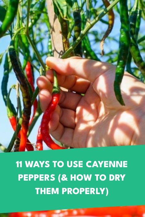 Cayenne Pepper Salsa Recipe, How To Can Cayenne Peppers, How To Use Fresh Cayenne Peppers, Cheyenne Peppers Recipes, Pickled Cayenne Peppers, Fresh Cayenne Pepper Uses, Cayenne Pepper Oil Recipe, Preserving Cayenne Peppers, What To Do With Cayenne Peppers