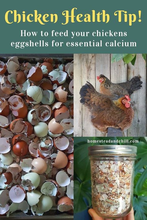 It is essential to provide laying hens with free choice calcium for healthy egg development, and to prevent serious health issues! Come learn how to properly provide eggshells or oyster shells as a calcium source for your flock. Raising Chicks, Egg Laying Chickens, Diy Chicken Coop Plans, Backyard Chicken Farming, Raising Backyard Chickens, Chicken Garden, Keeping Chickens, Building A Chicken Coop, Chicken Coop Plans