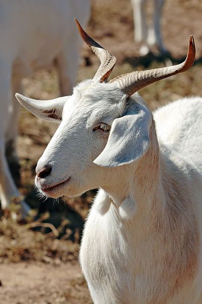 Goats, White